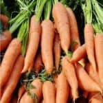 semina delle carote