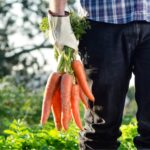Come si coltivano le carote