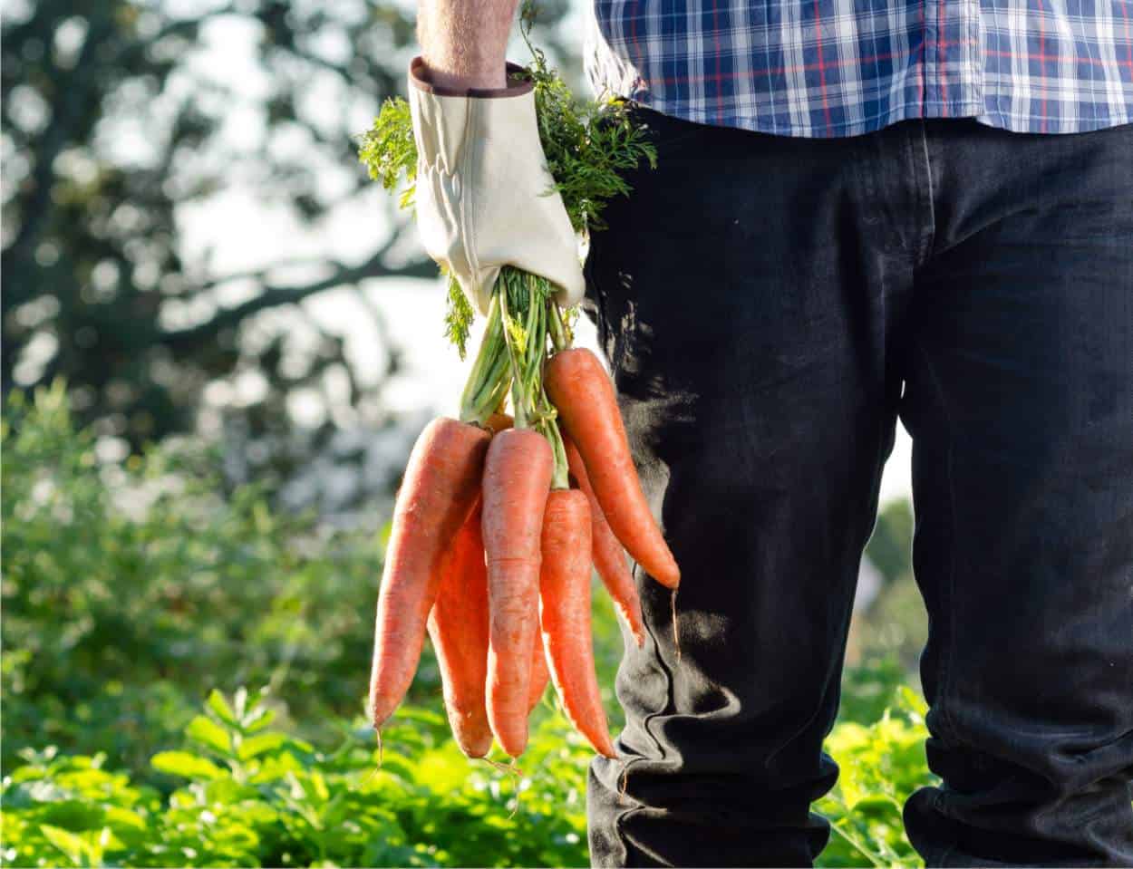 carote coltivate