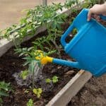 Irrigare l'orto: quando farlo e quanta acqua serve