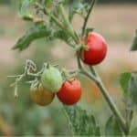 Come si coltiva il pomodoro
