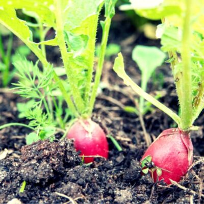 Coltivare ravanelli nell'orto