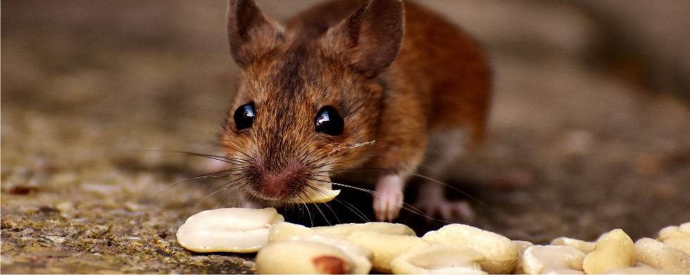 topo che mangia semi