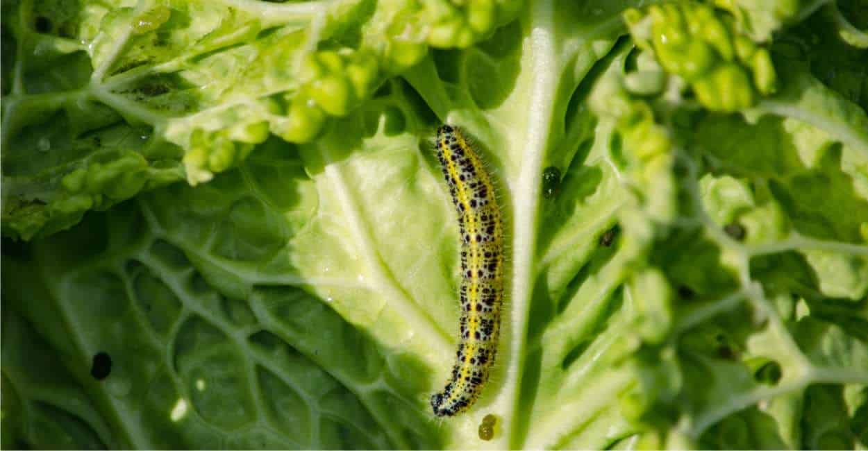 larva di cavolaia su foglia di verza