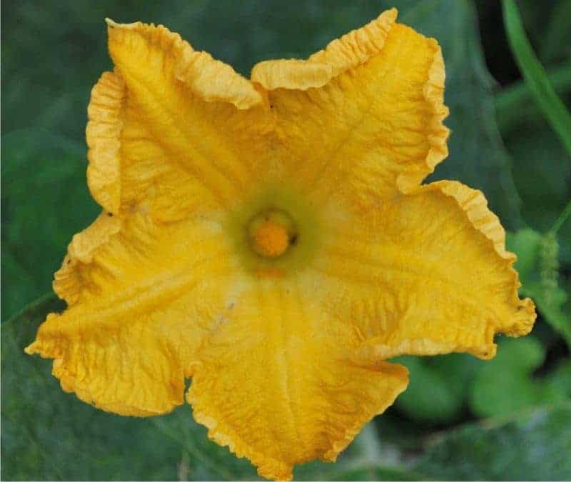 un fiore di zucca giallo arancione