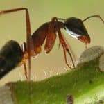 Le formiche: come allontanarle da orto e piante