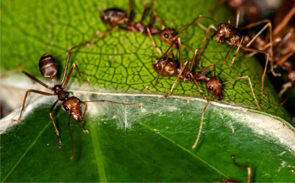 formiche nell'orto
