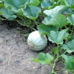 Il melone: consigli e scheda di coltivazione