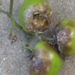 peronospora del pomodoro