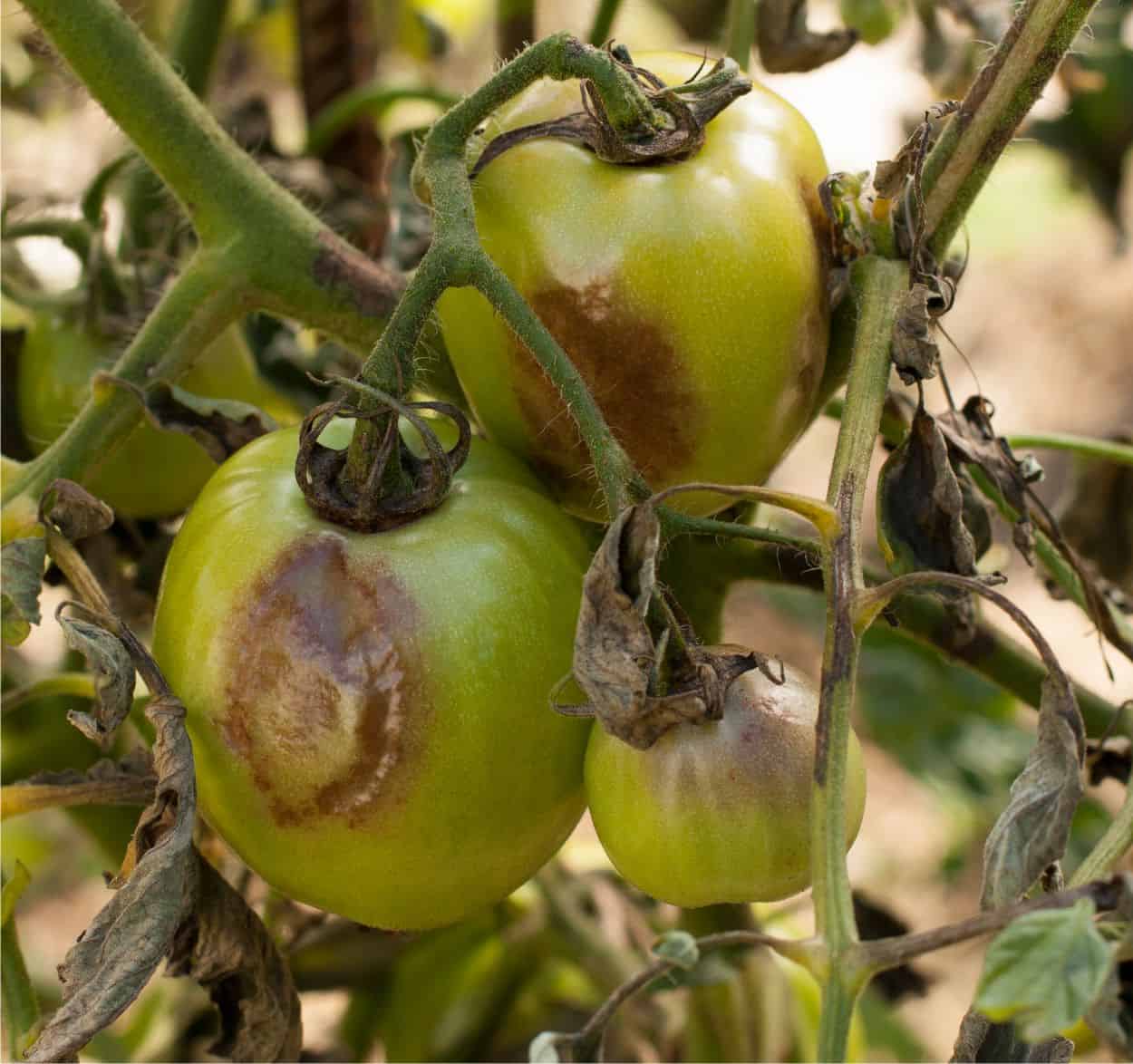 pomodori con peronospora