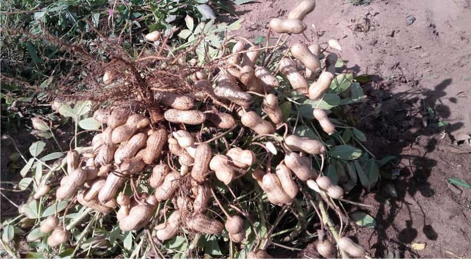 raccolto di arachidi