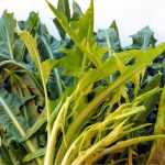 Coltivazione della catalogna o cicoria asparago