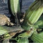 Marciume della zucchina: Erwinia carotovora