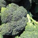 Coltivare nell'orto il cavolo broccolo
