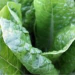 Guida alla coltivazione degli spinaci