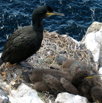guano di cormorano