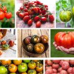 Le migliori varietà di pomodoro da coltivare