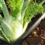 Rincalzare le piante da orto: come e quando