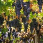 Viticoltura sostenibile e vino biologico