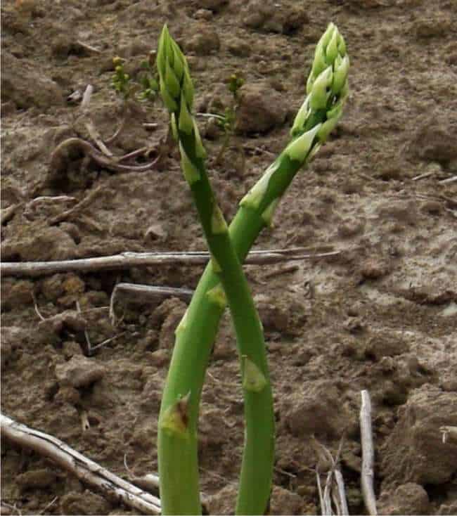 asparago coltivato in orto
