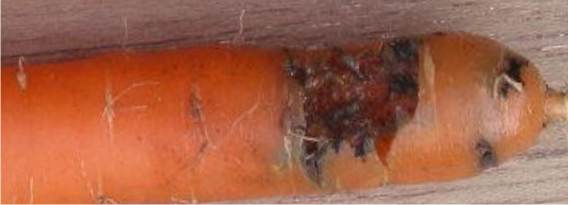 gallerie scavate nella carota dalle larve