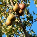 albero di pere: rami e frutti