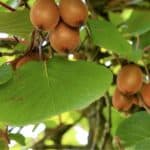 Coltivare l'actinidia: la pianta del kiwi
