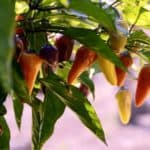 Le semina dei peperoncini piccanti: dove e quando