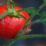 Come e quando seminare il pomodoro