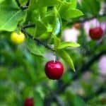 Malattie del ciliegio: prevenzione e difesa bio