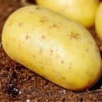 La semina delle patate: periodo  e fase lunare