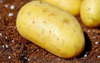 semina patate