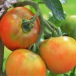 Botrite sul pomodoro: muffa grigia sul frutto