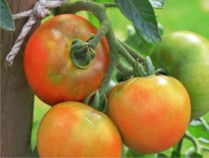 pomodori in maturazione