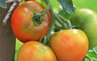 pomodori in maturazione