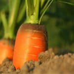 Come seminare le carote
