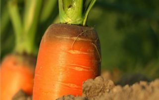 carote nell'orto