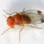 Drosophila suzukii: il moscerino della frutta