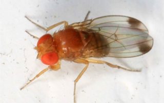 drosophila suzukii, il moscerino della frutta