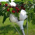 Come raccogliere la frutta sui rami alti