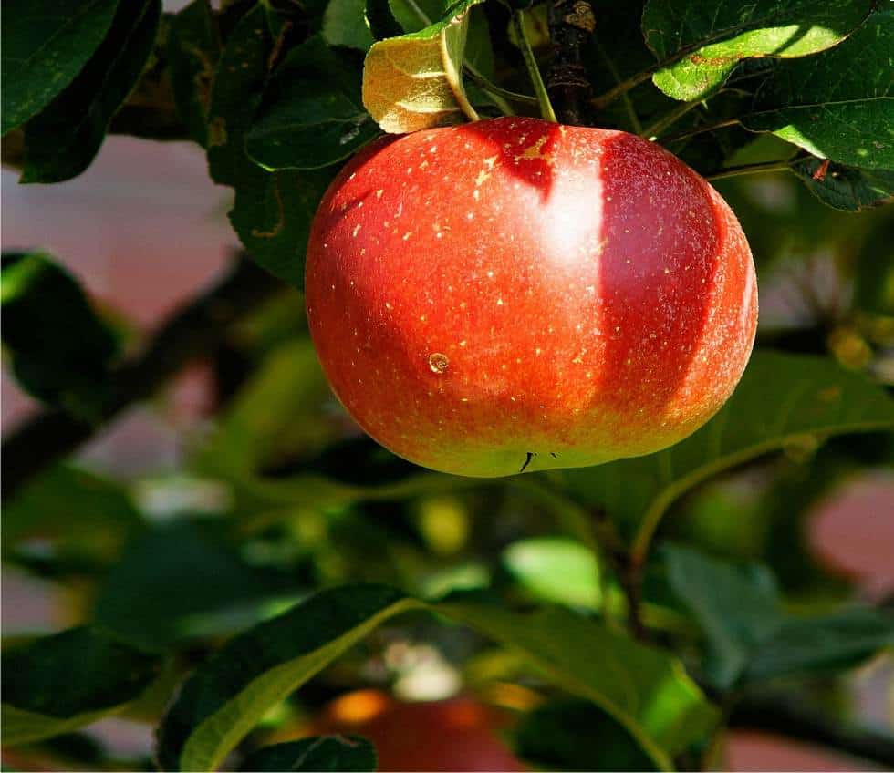 una mela sul ramo