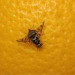 La mosca della frutta: riconoscerla e combatterla