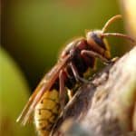 Eliminare vespe e calabroni da giardino e frutteto