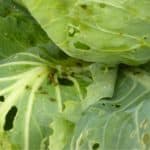 Insetti e parassiti delle piante di cavolo