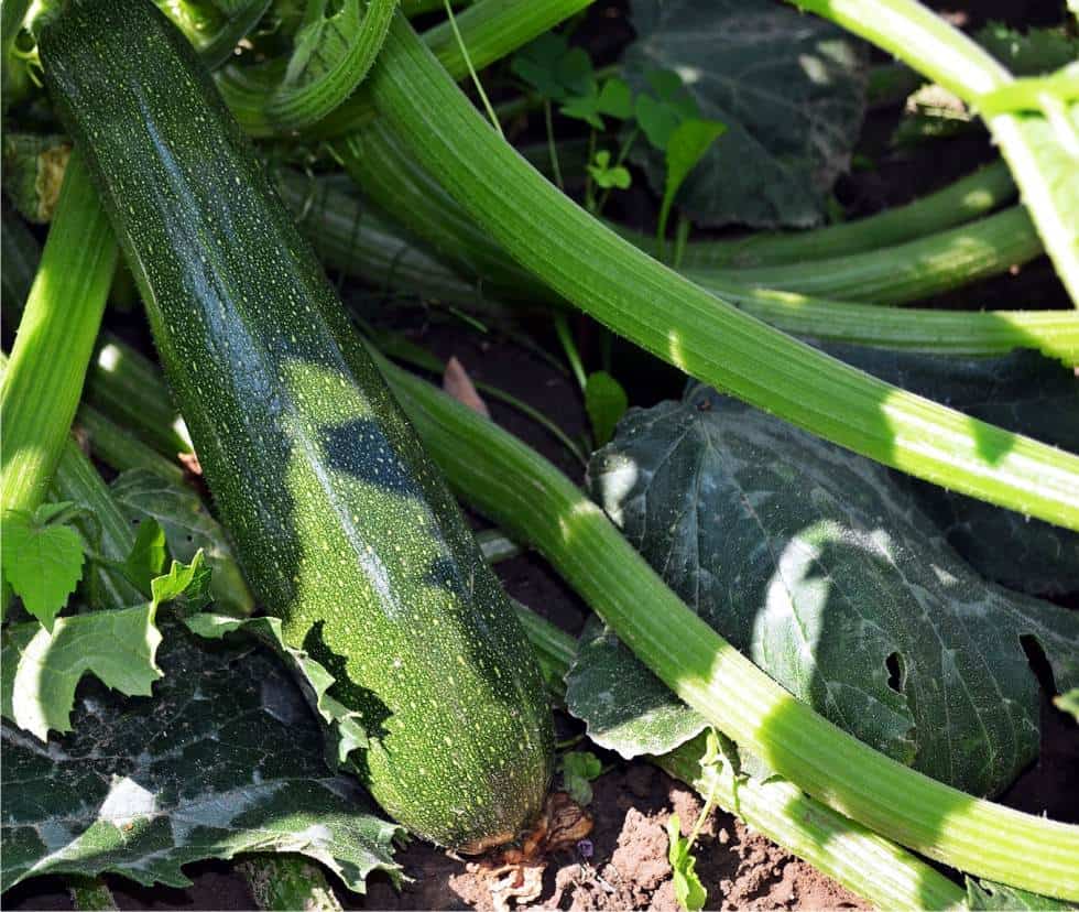 pianta di zucchina senza malattie
