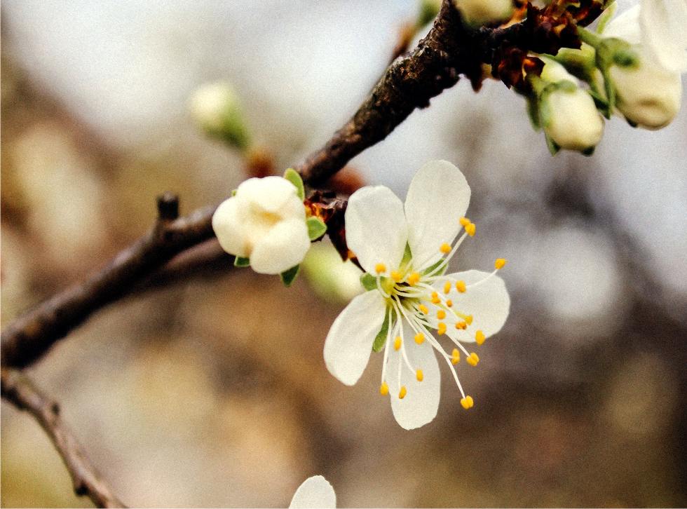 ramo di ciliegio in fioritura