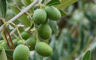 olive sul ramo
