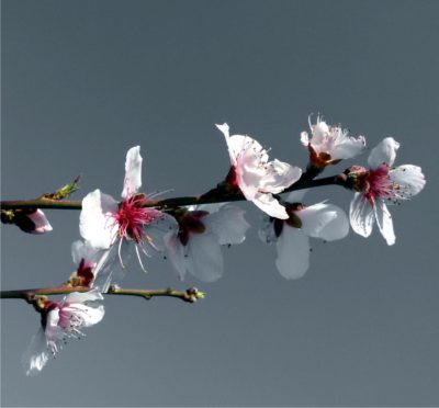 ramo dell'albicocco in fiore