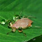 Lo spinosad: insetticida biologico