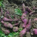 tuberi di batata in raccolta